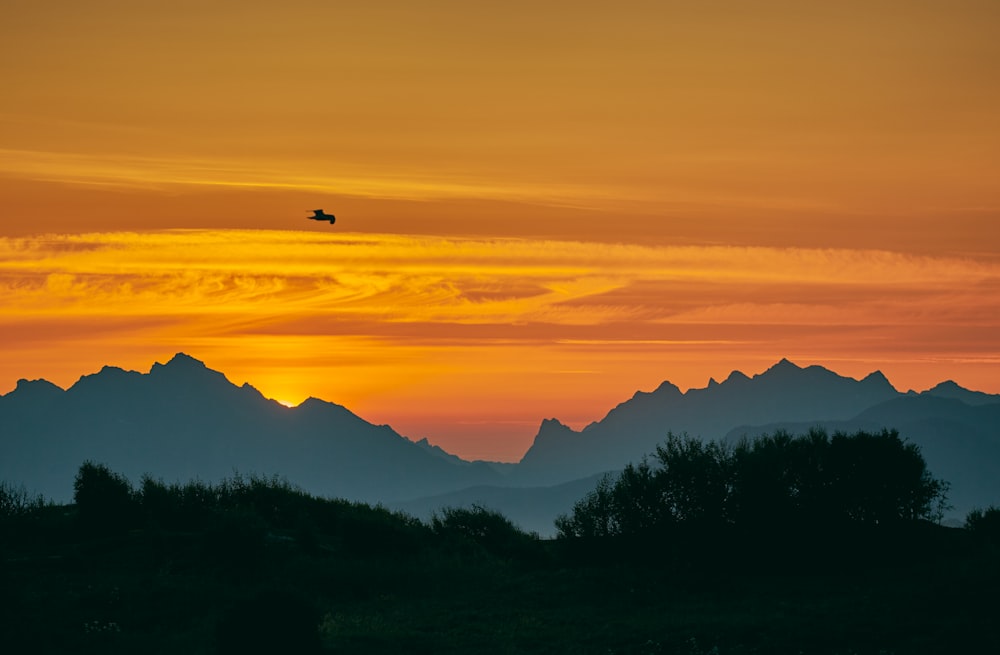 bird over mountain range