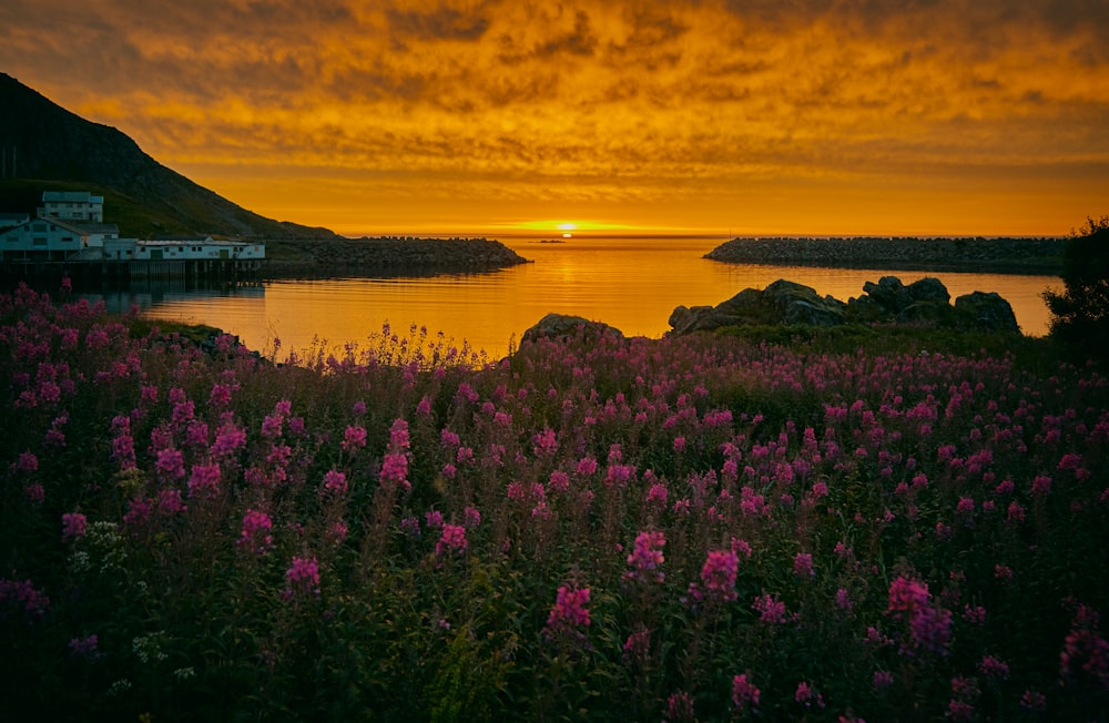 flower field near the body of water during golden hour