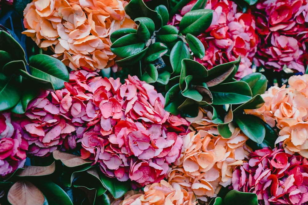 pink and orange hydrangeas in bloom close up photography