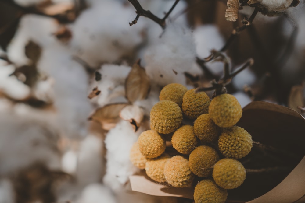 Photographie en gros plan de fruits bruns ronds