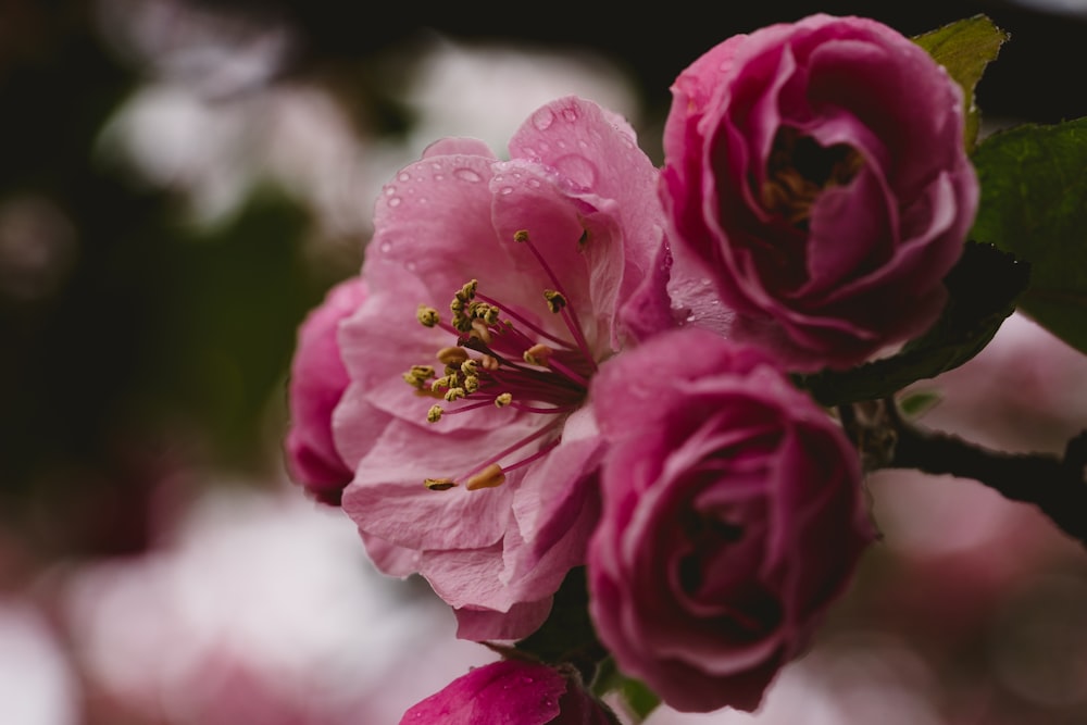 closeup photography of red roses