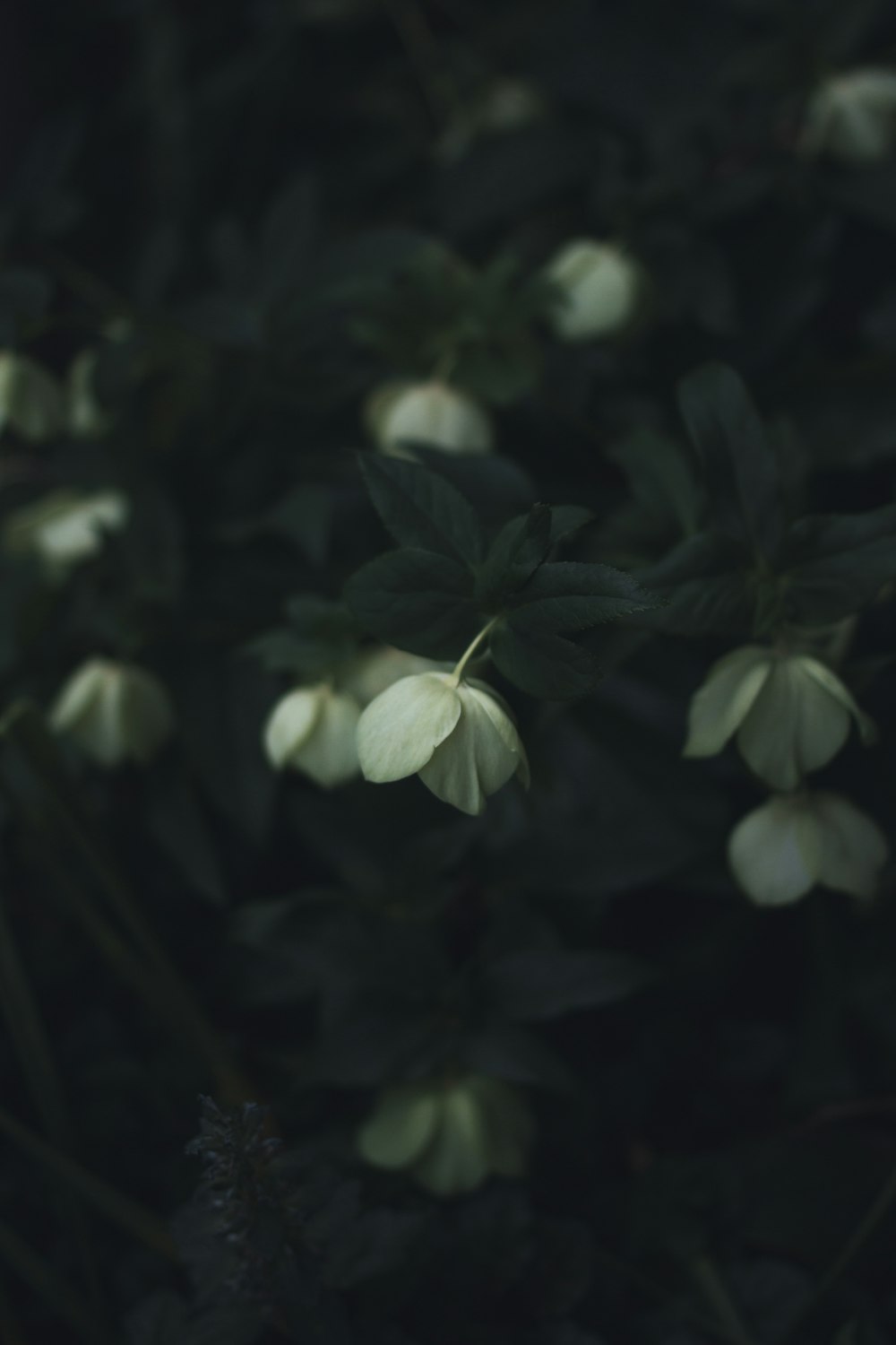 selective focus photography of white petaled flower