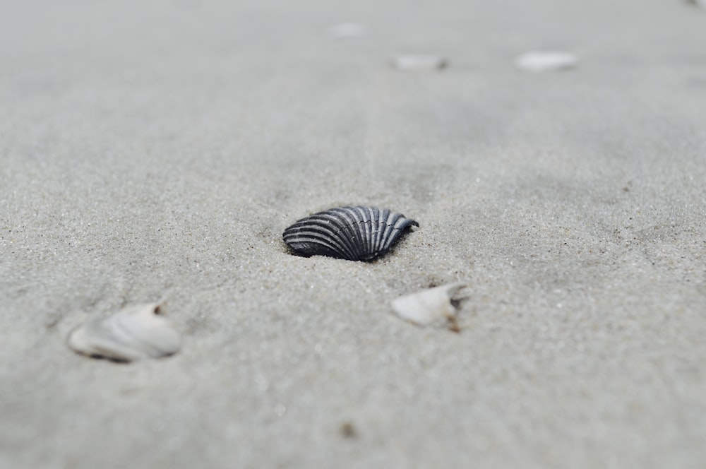 seashells on the sand