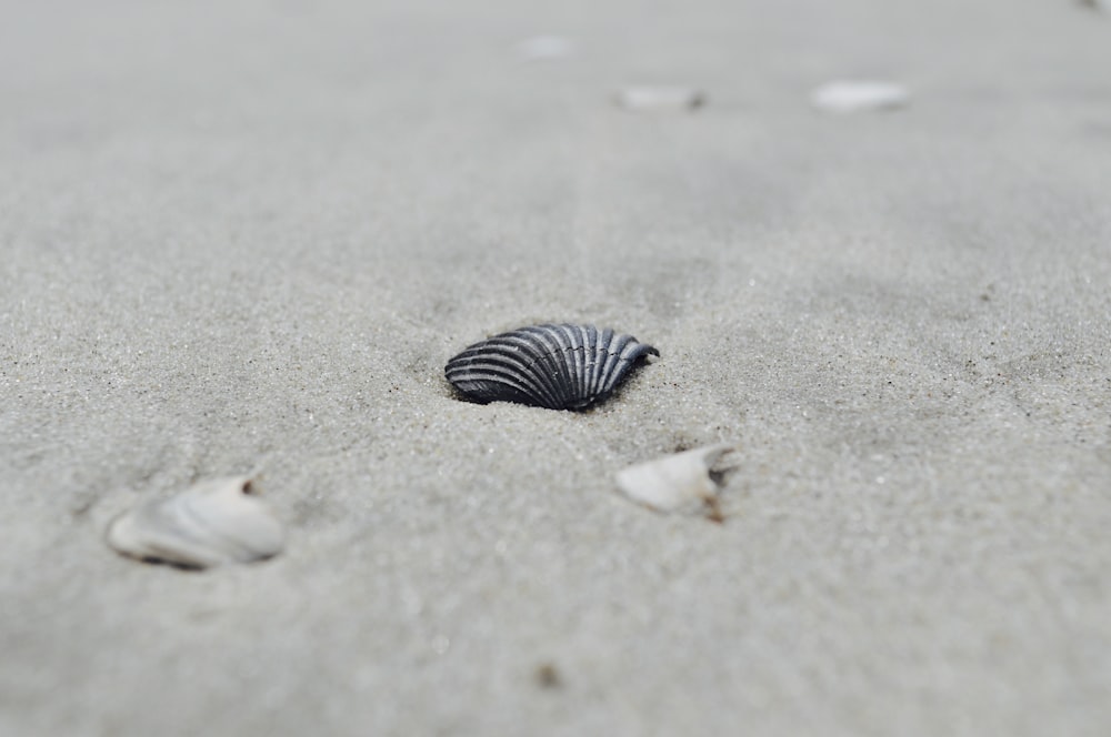 conchas na areia