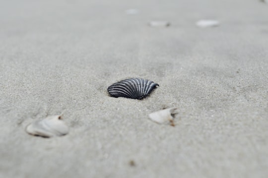 seashells on the sand in Avalon United States