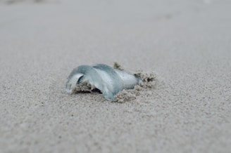 A broken piece of glass is partially buried in the sand, surrounded by fine grains. The smooth curvature and transparency of the glass contrast with the rough texture of the sand.