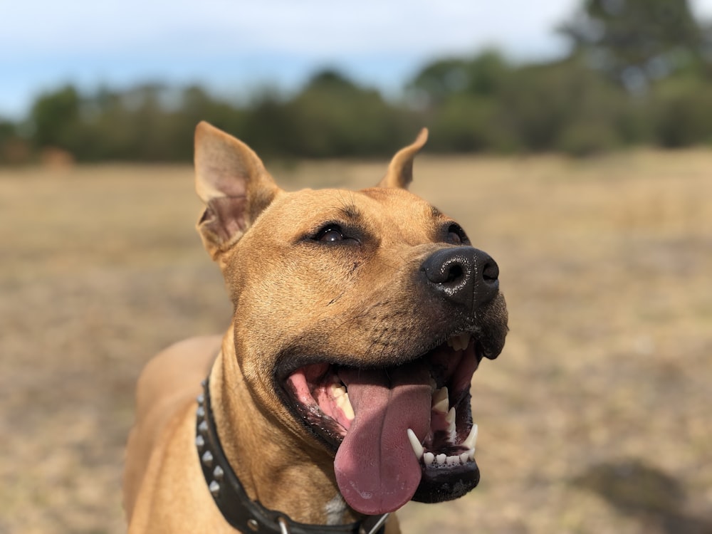 un cane con la lingua che pende in un campo