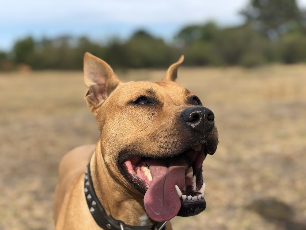 Un perro con la lengua colgando en un campo
