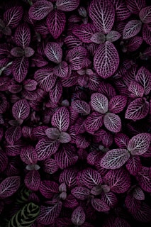 purple leafed plant field