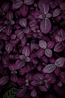 purple leafed plant field