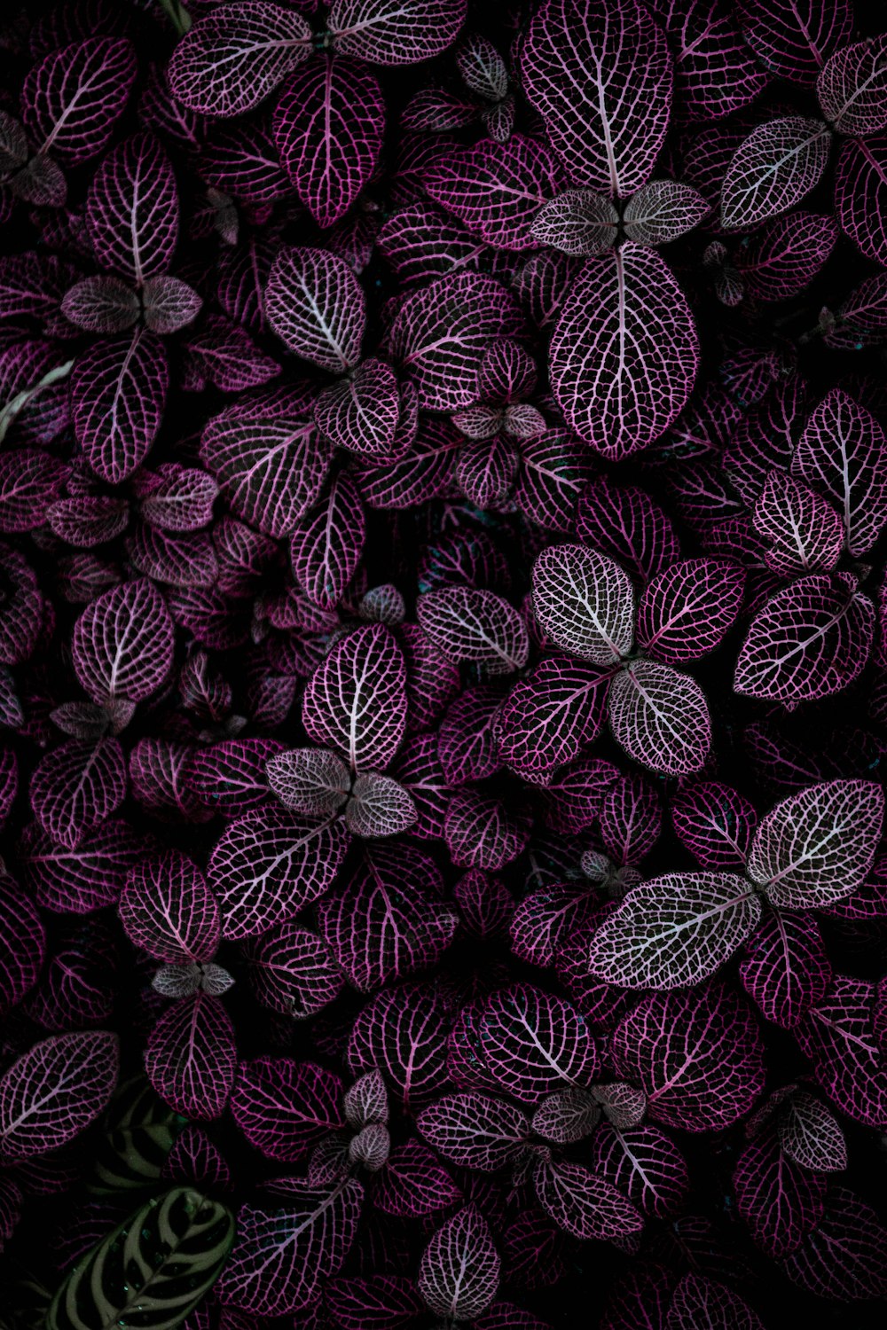 champ de plantes à feuilles violettes