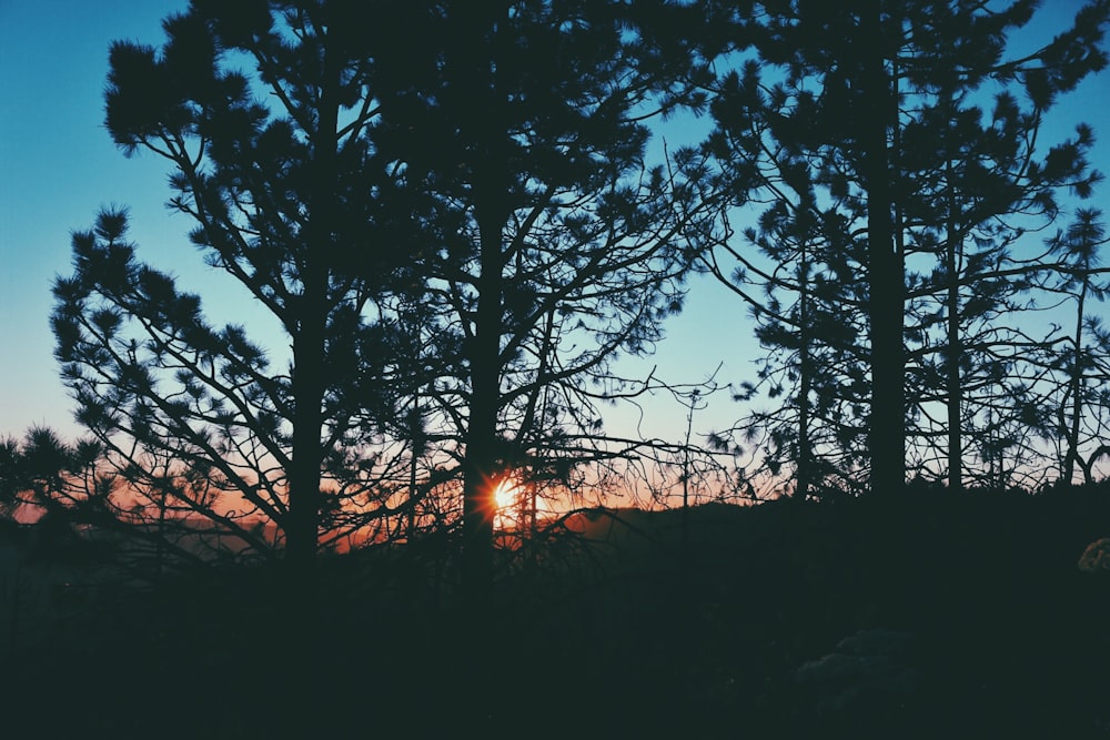 silhouette of trees