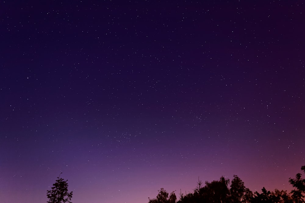 landscape photography of trees