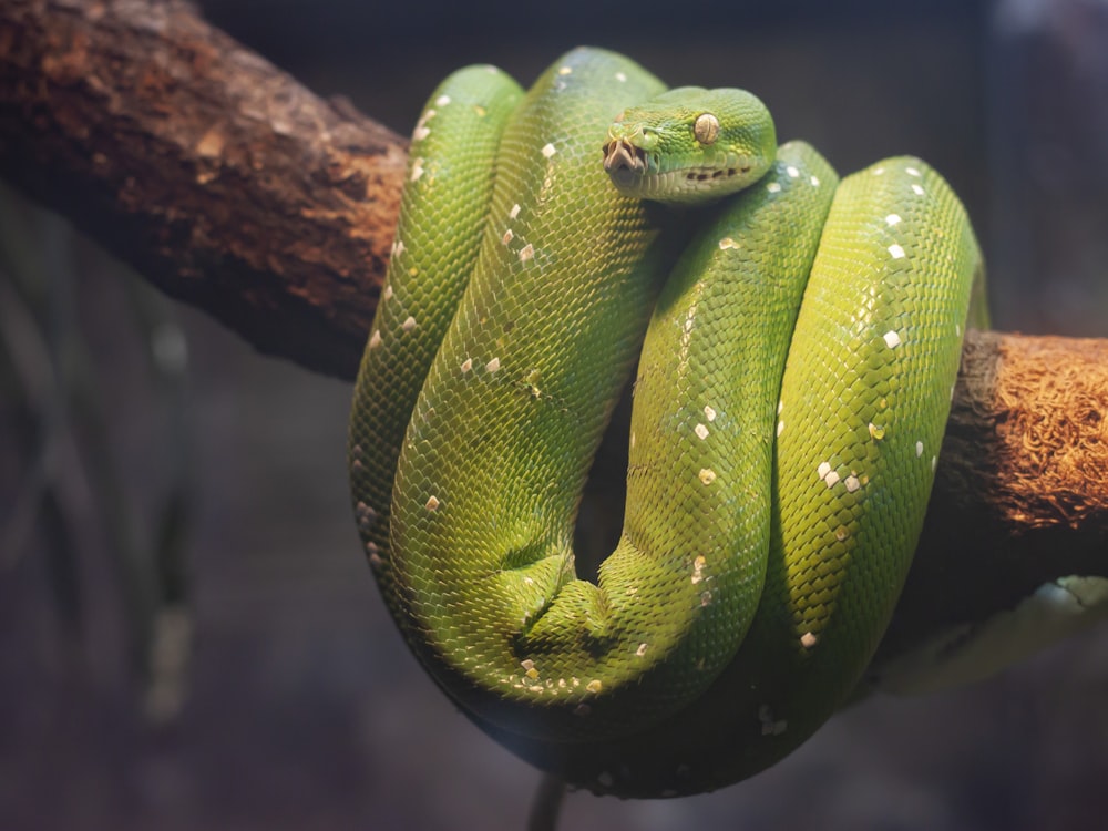 茶色の木の上の緑のニシキヘビ