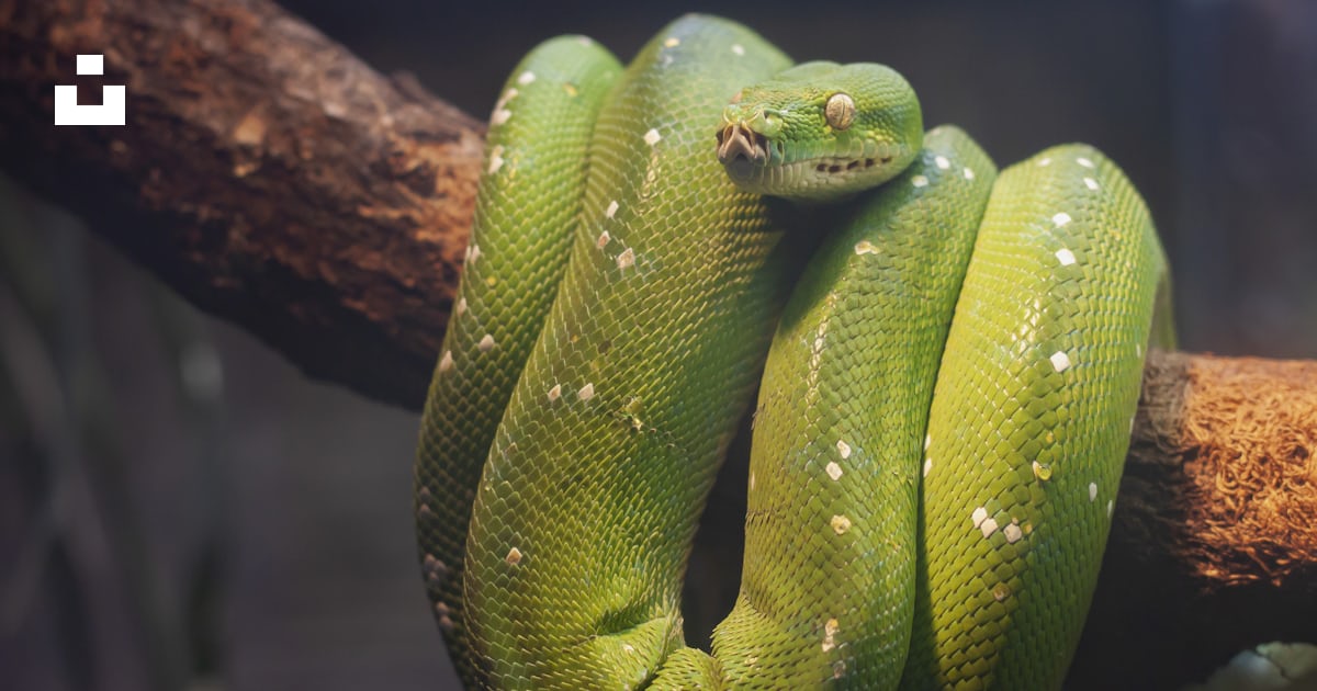 Foto zum Thema Grüne Python auf braunem Baum – Kostenloses Bild zu ...