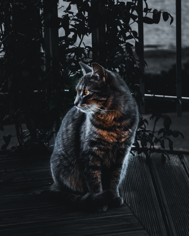 Random Image