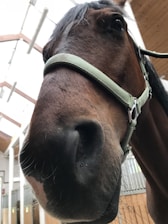 Close-up of a brown horse wearing a light-colored halter, with its head tilted slightly. The background shows an indoor stable environment with wooden beams and white walls.