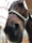 Close-up of a brown horse wearing a light-colored halter, with its head tilted slightly. The background shows an indoor stable environment with wooden beams and white walls.