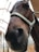 Close-up of a brown horse wearing a light-colored halter, with its head tilted slightly. The background shows an indoor stable environment with wooden beams and white walls.