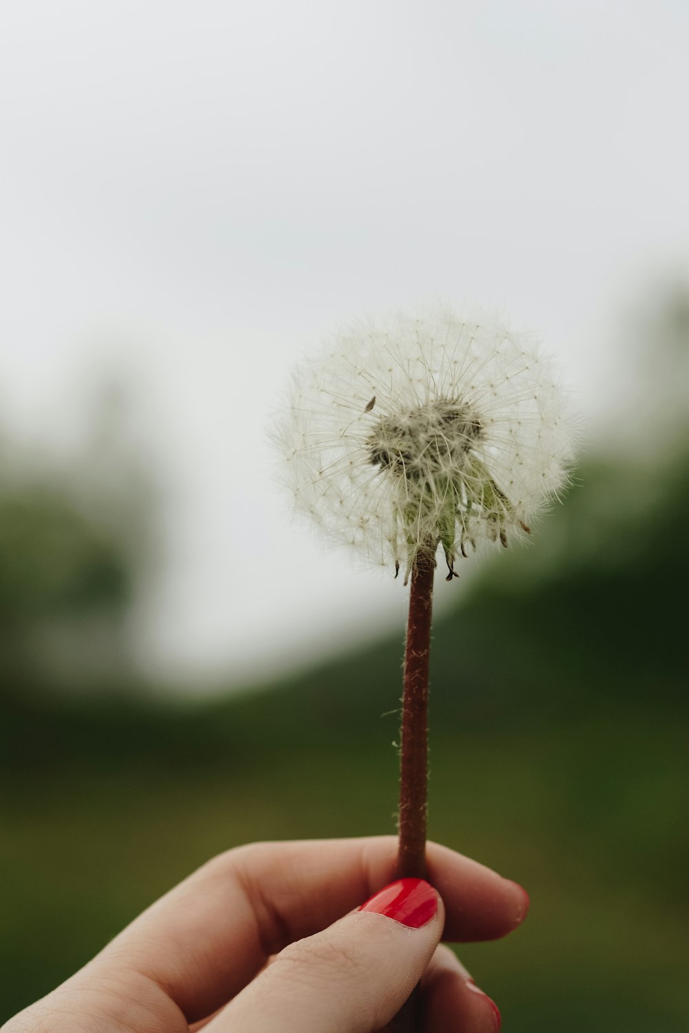 person holding white flower