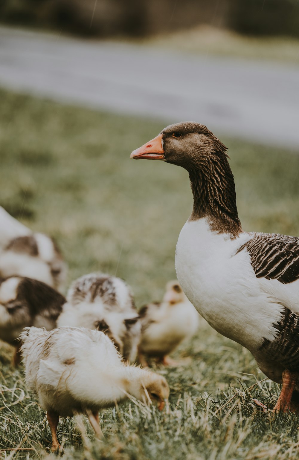 selective focus photography of duck