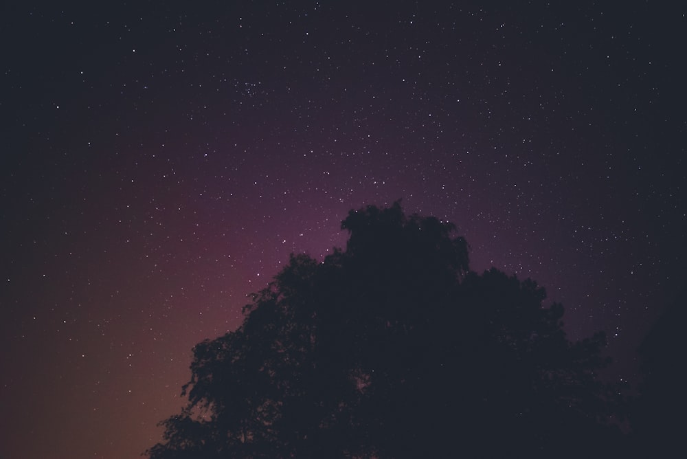 O céu noturno com estrelas e uma árvore
