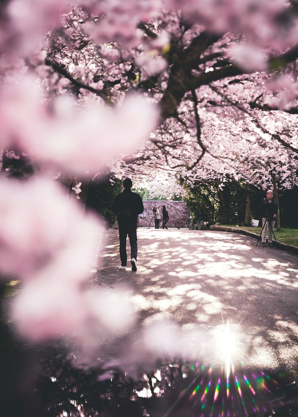 man walking under blossom trees