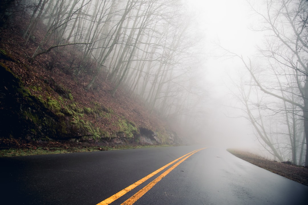 road between trees with mist