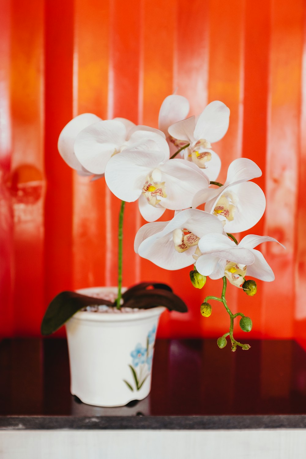 white flowers in white plant pot