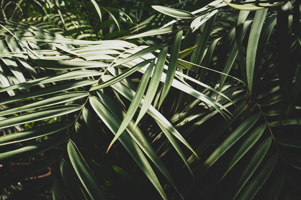 close up photo green trees