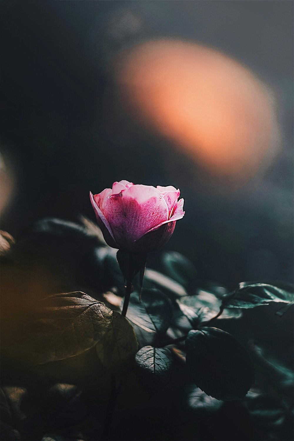 Portrait Orientation 100 Best Free Portrait Flower Pink And Portrait Orientation 100 Best Free Portrait Flower Pink And