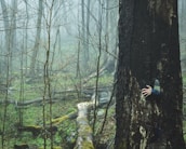 A mysterious forest scene with mist enveloping the slender trees. A human hand protrudes from a hollow in a large, dark tree trunk, adding a sense of intrigue and unexpectedness to the serene, natural environment.
