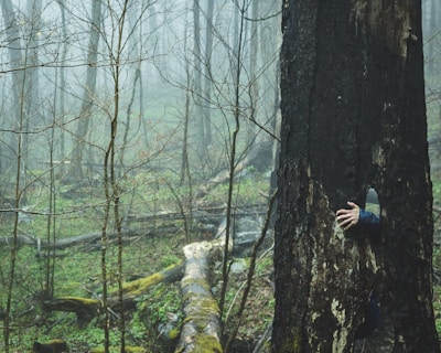 Cover art of Serge Gregory’s latest fantasy novel, featuring a mysterious forest scene.