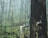 A mysterious forest scene with mist enveloping the slender trees. A human hand protrudes from a hollow in a large, dark tree trunk, adding a sense of intrigue and unexpectedness to the serene, natural environment.