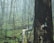 A mysterious forest scene with mist enveloping the slender trees. A human hand protrudes from a hollow in a large, dark tree trunk, adding a sense of intrigue and unexpectedness to the serene, natural environment.
