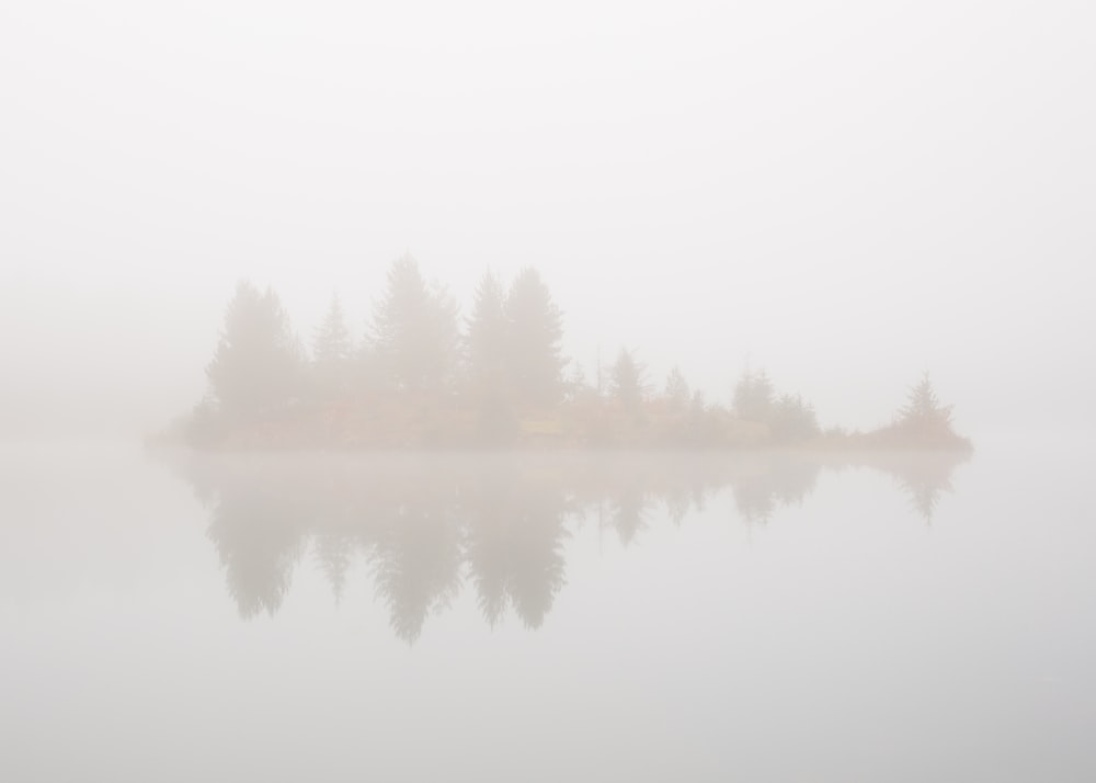 trees surrounded of body of water