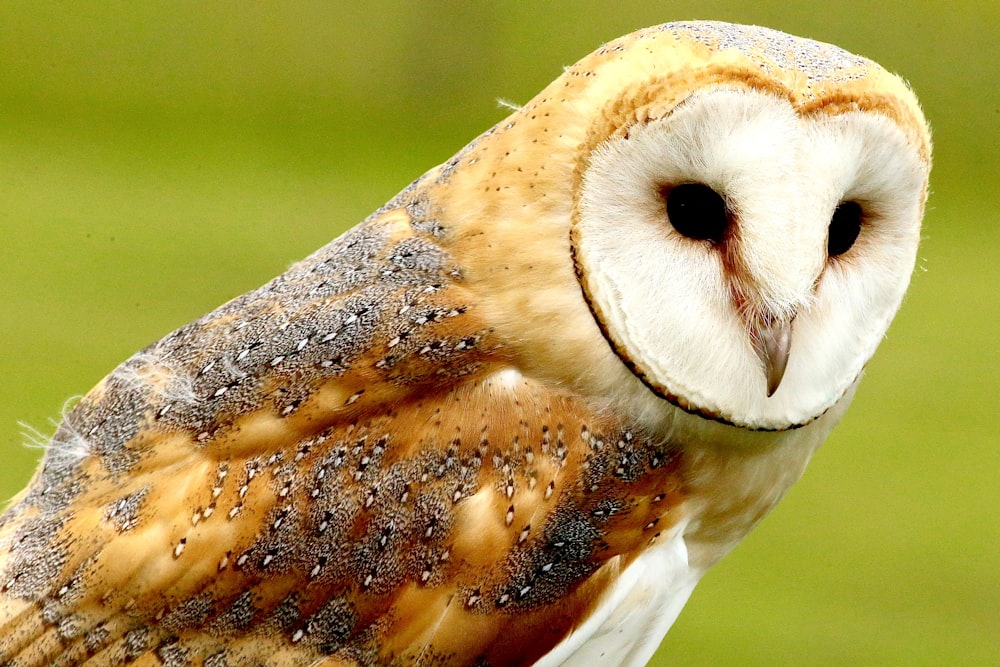 brown owl during daytime