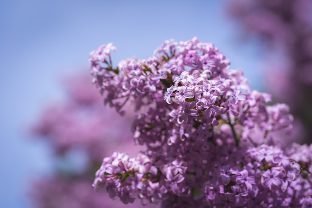 selective focus photography of purple cherry blossoms