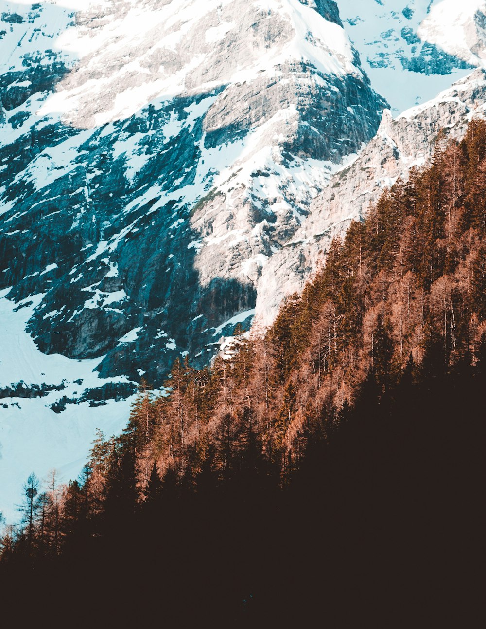 Bäume am verschneiten Berghang