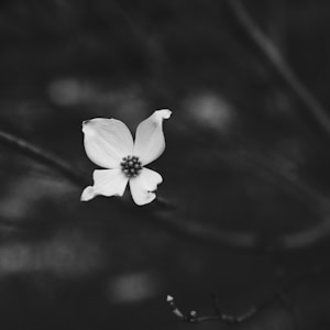 white flower with black stems