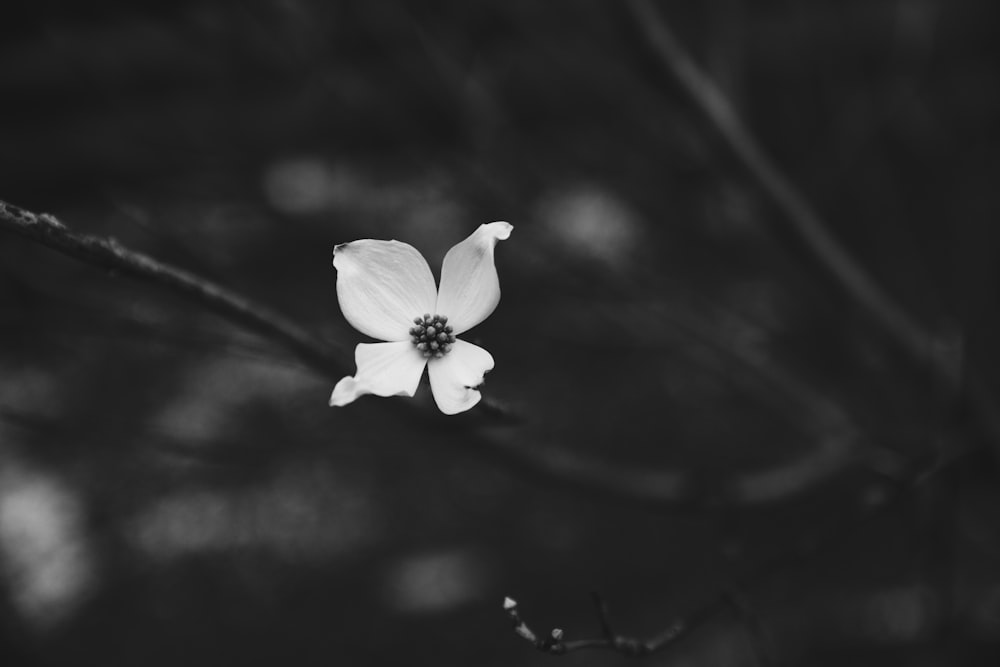 white flower with black stems