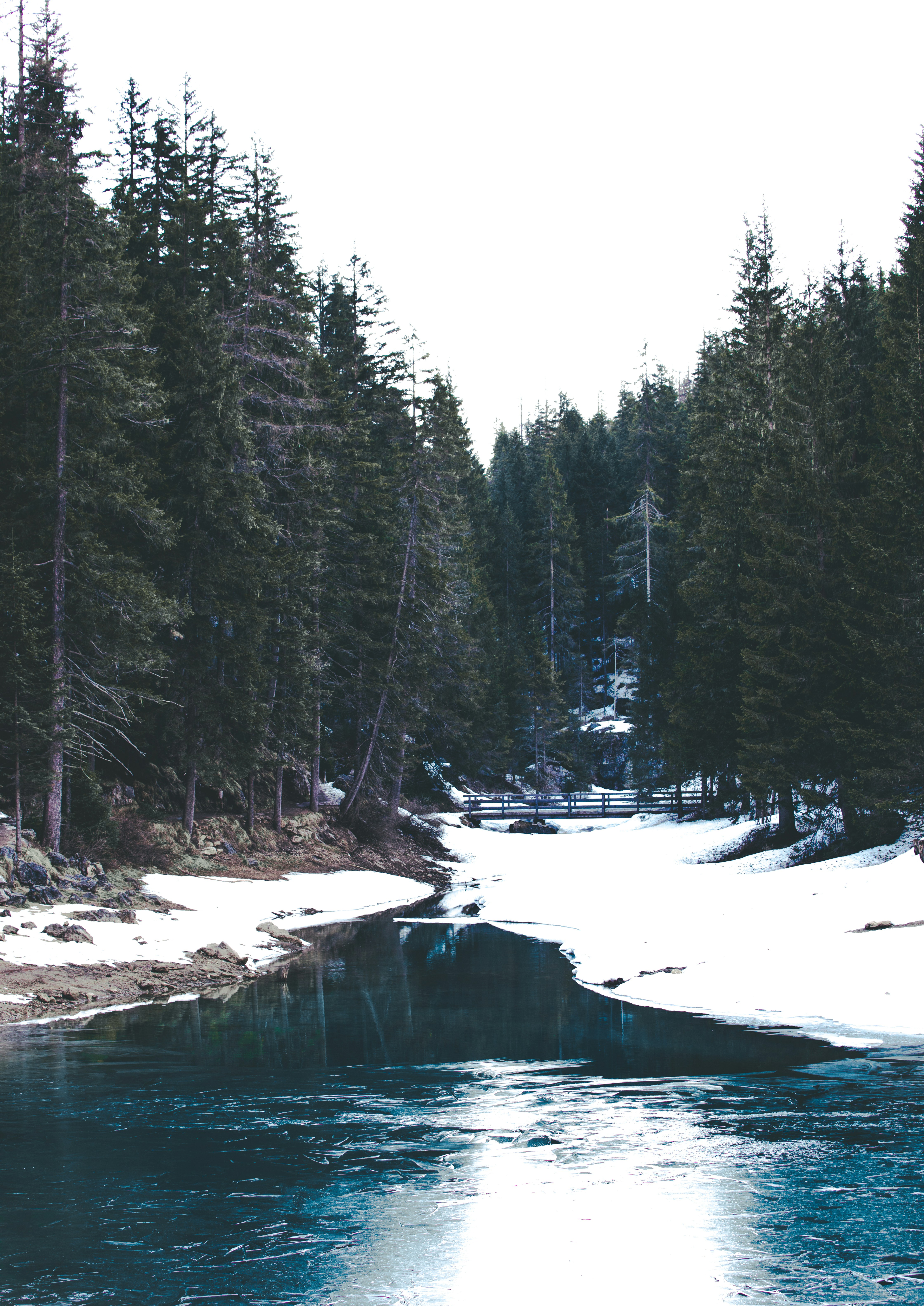 pine trees near river with snow