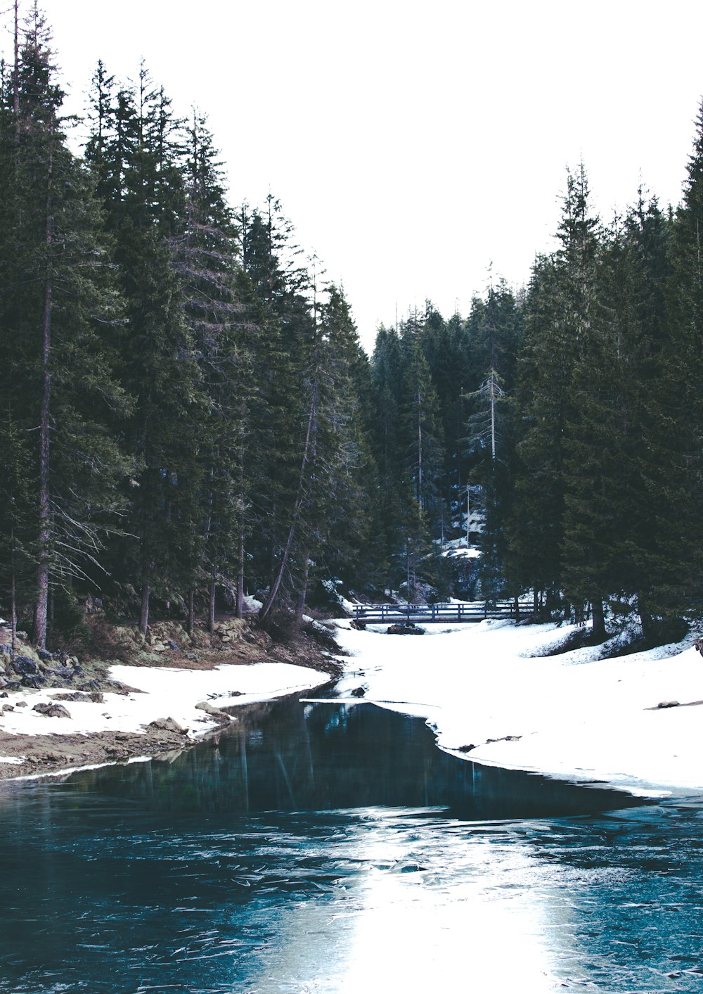 pine trees near river with snow