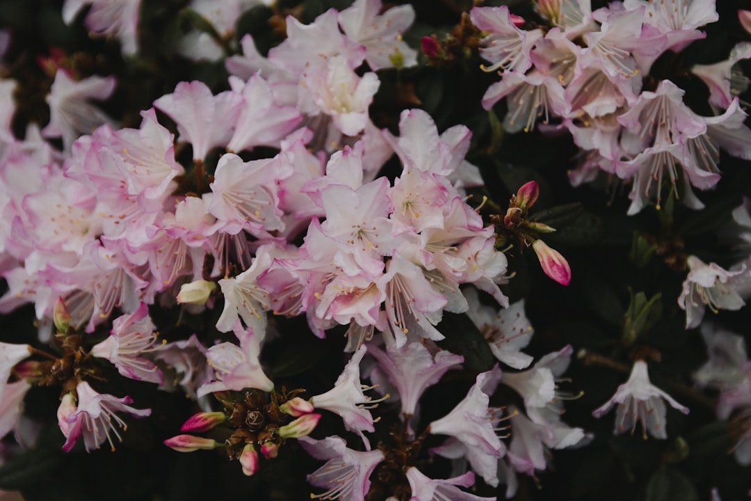 white and pink flowers