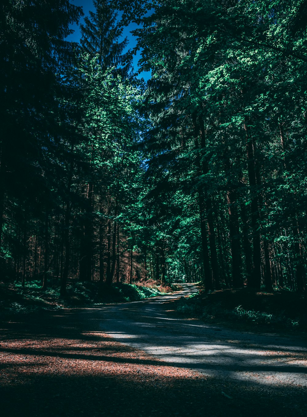 empty pathway between trees in forest