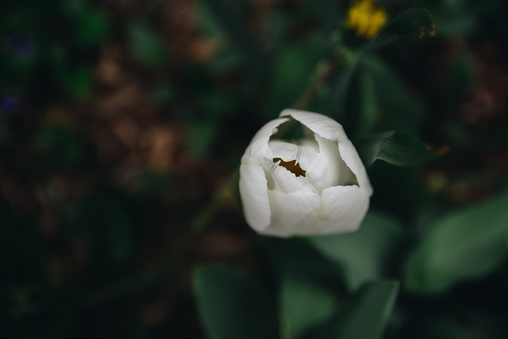 흰색 꽃잎 꽃 클로즈업 사진