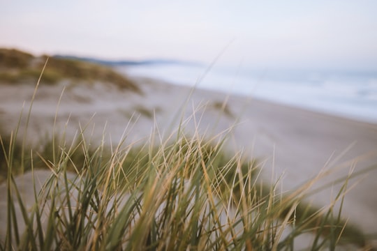 shallow focus photography of green grass in Cape Kiwanda United States