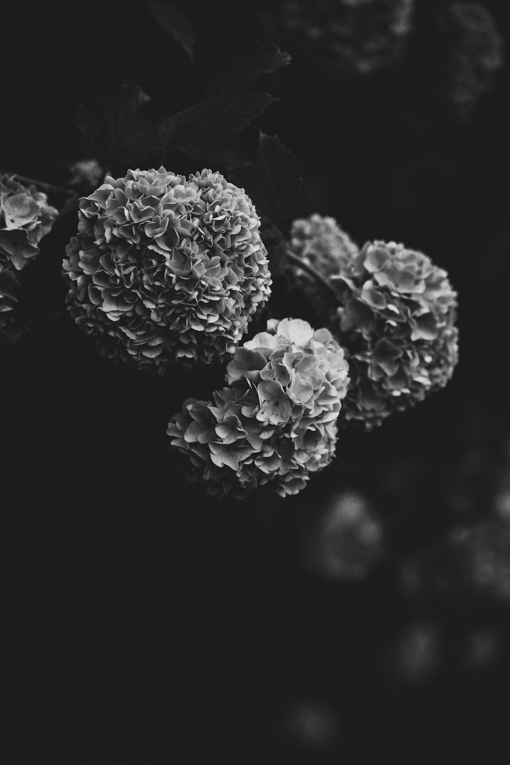 Fotografía en escala de grises de flores con pétalos