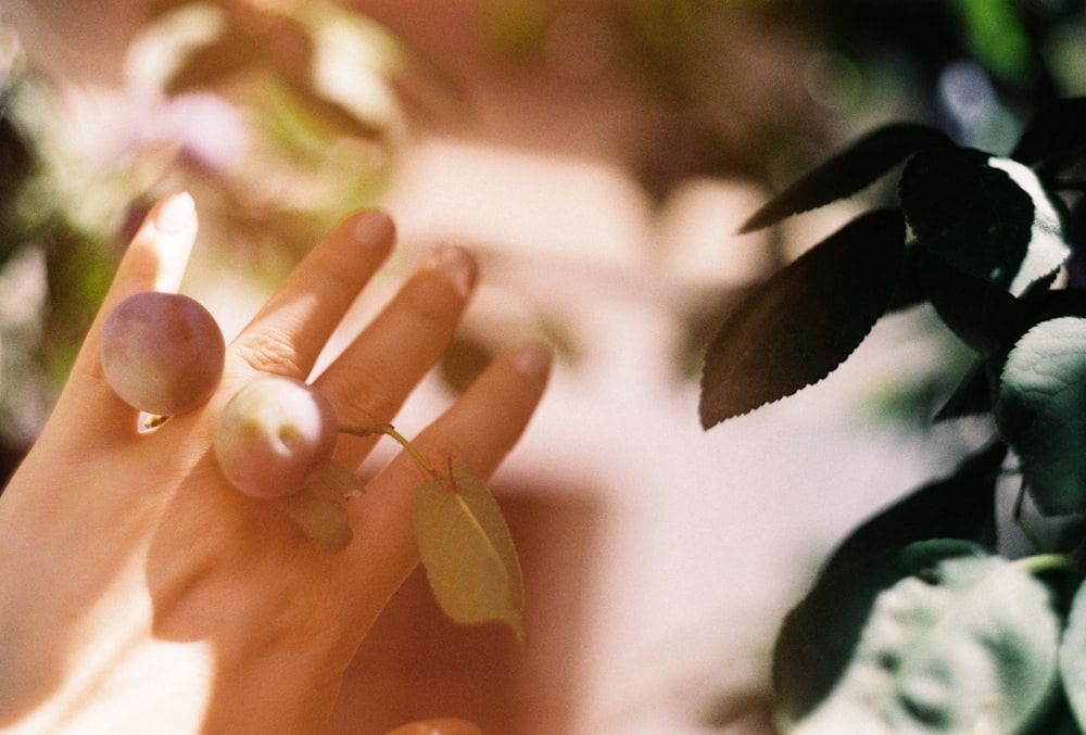 gray round fruit on person's hand