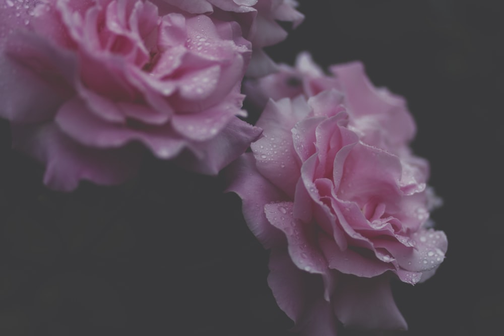 Selektives Fokusfoto von rosa Blüten